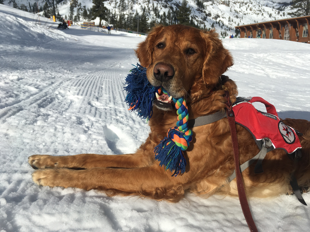 Golden Retriever Puppy Training to Be Avalanche Rescue Dog in Alaska